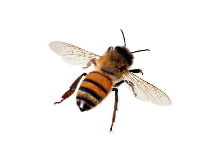 Pests Control