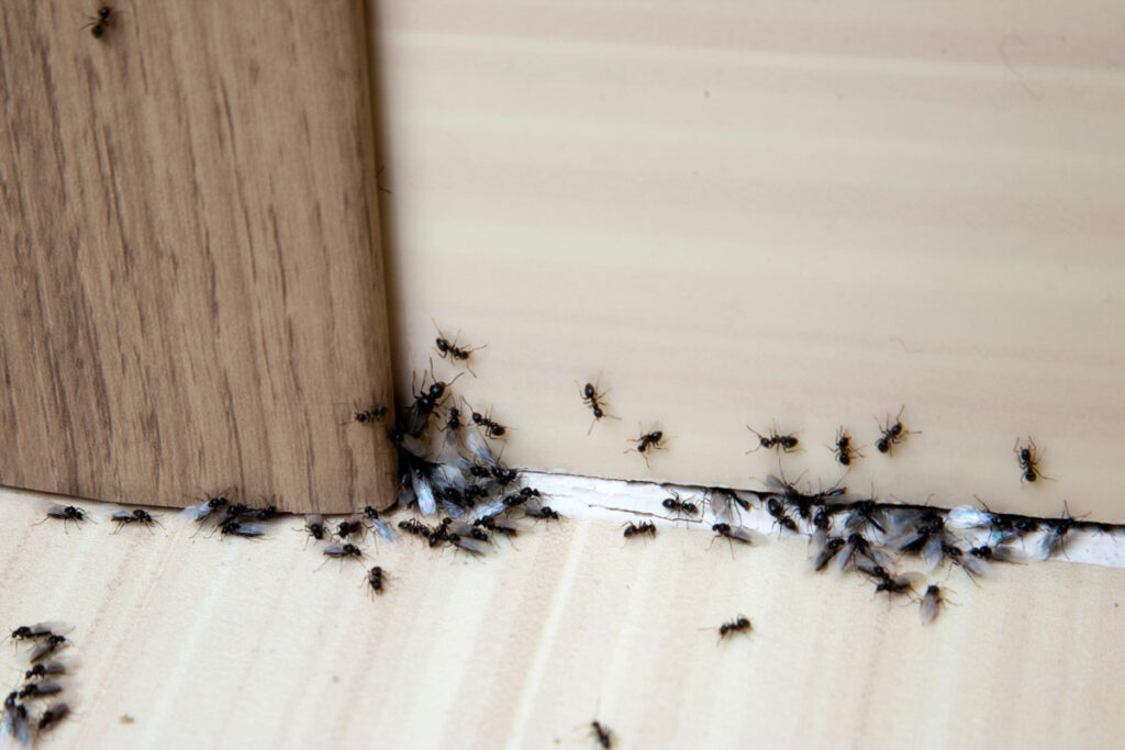 Pests Control