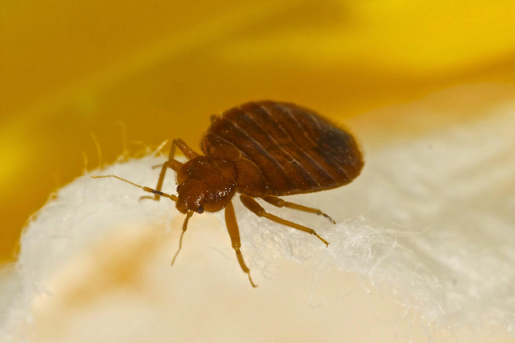 Pests Control
