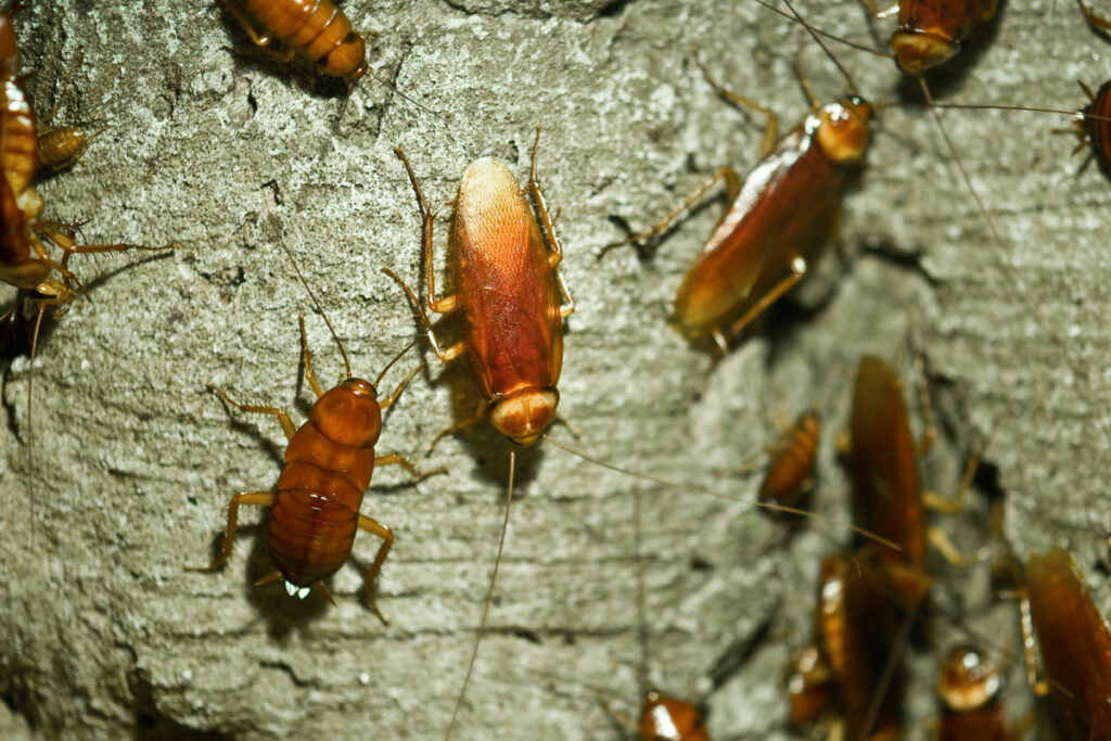Pests Control
