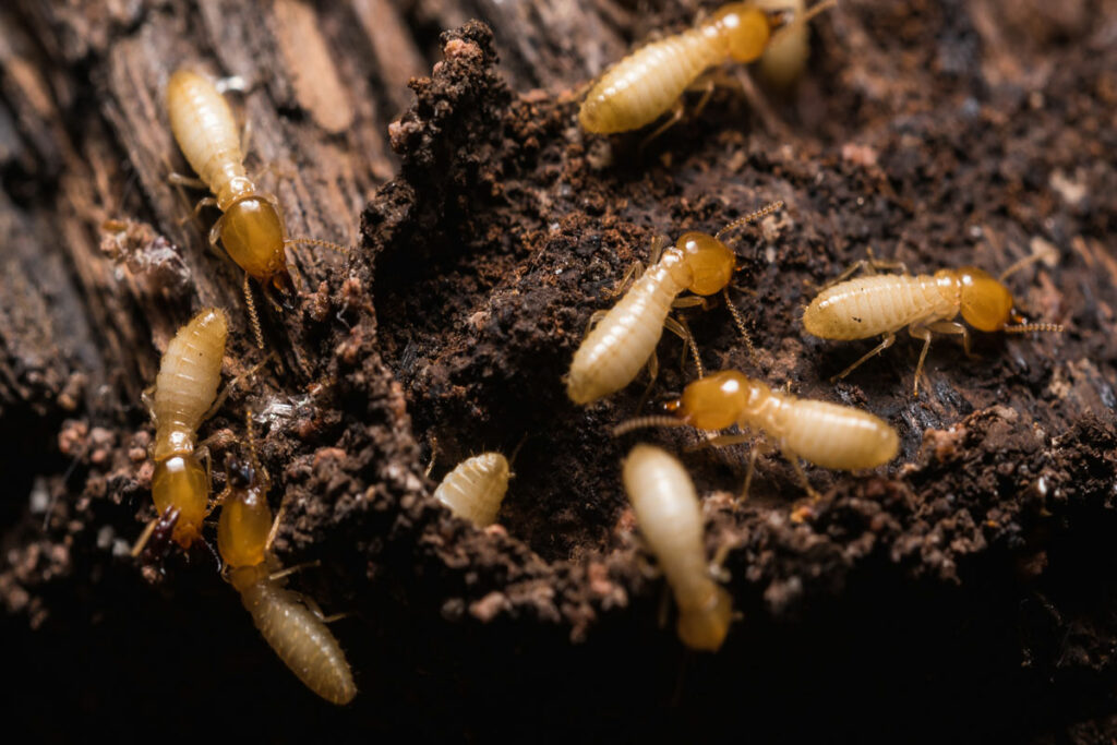 Pests Control