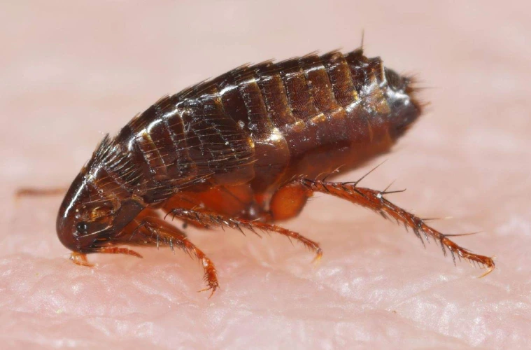 Pests Control