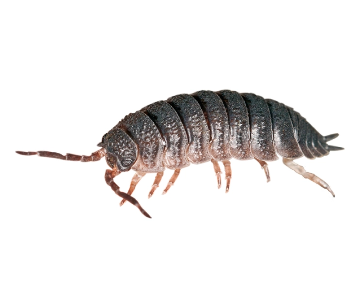 Pests Control