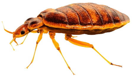 Pests Control