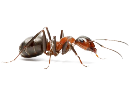 Pests Control