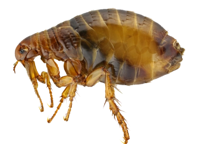 Pests Control