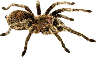 Pests Control