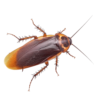 Pests Control