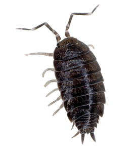 Pests Control