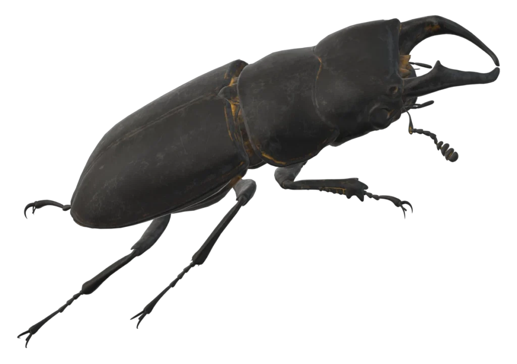 Pests Control